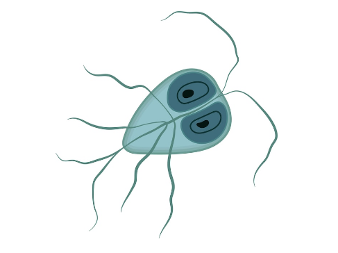 giardia