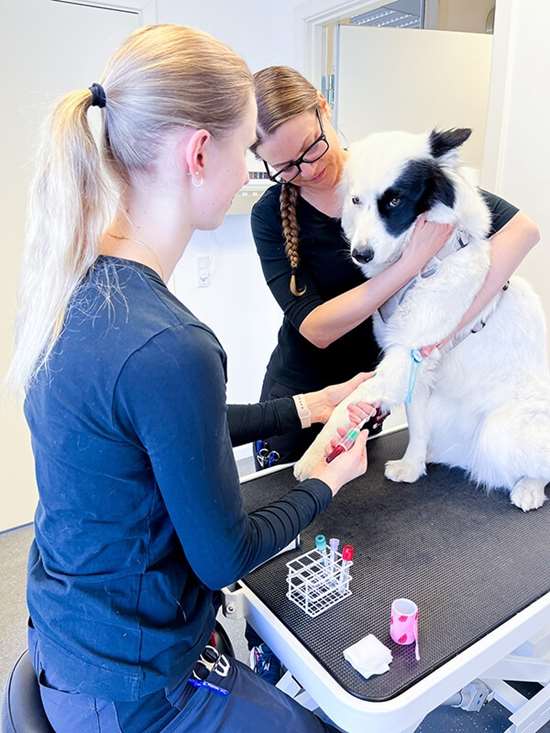 Blodprøver af hund