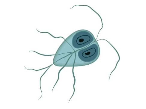 Giardia illustration