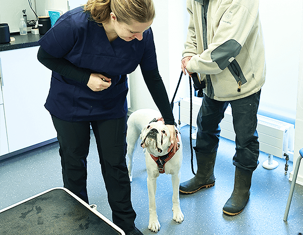 Måløv Smørum dyreklinik - Senior hunde